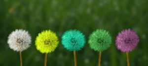 dandelion, multicoloured, colored-2817950.jpg